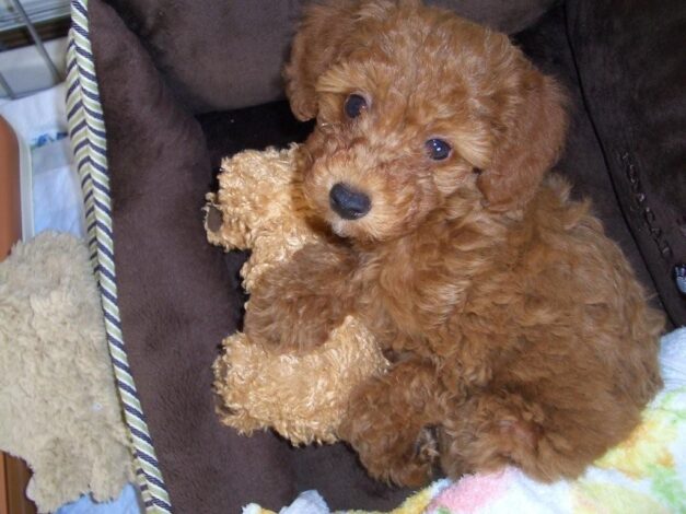 トイプードル子犬