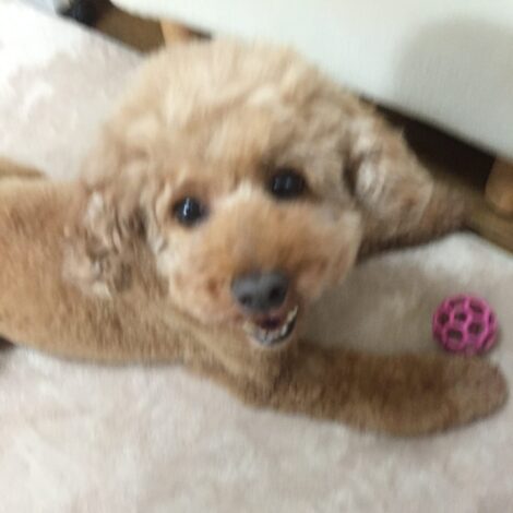 ボールで遊ぶ犬