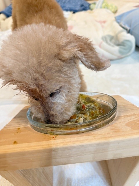 画像 一気に食べるもうすぐ16歳の犬