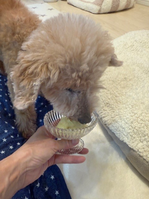 画像 アイスをぺろぺろするシニア犬