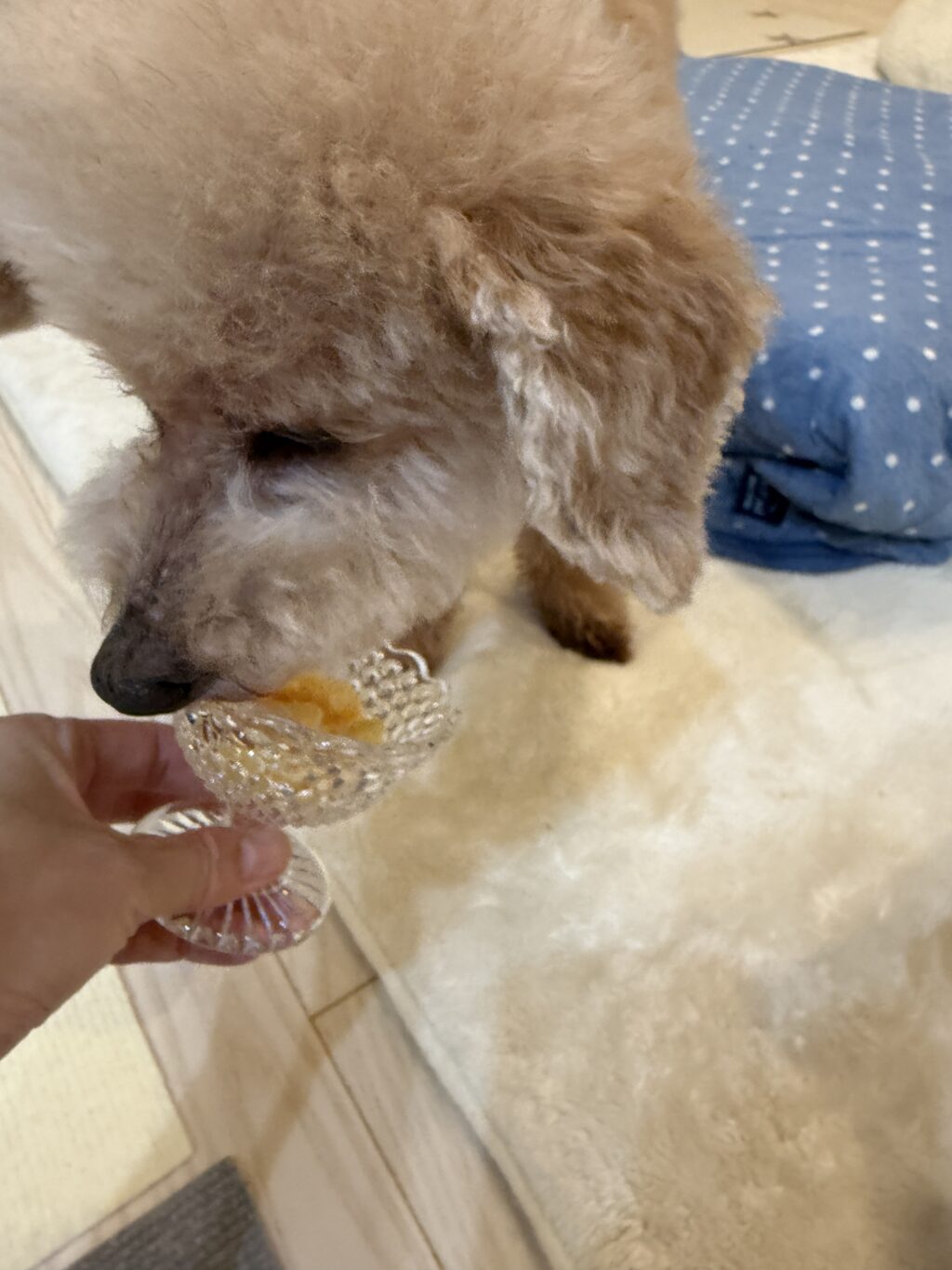 パクパク負い紫蘇に食べます