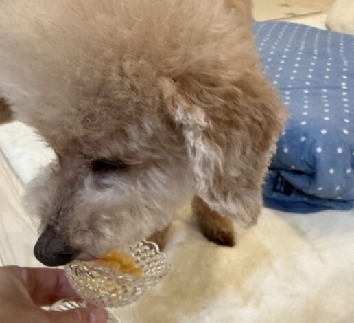 犬用冷たいプリンをたべるシニア犬