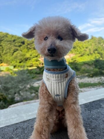 クールネックバンダナをしてお散歩するシニア犬