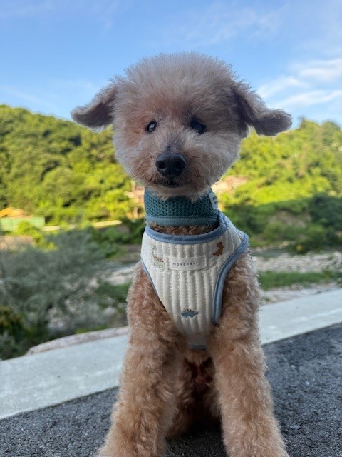 画像 クールネックバンダナをしてお散歩してるシニア犬