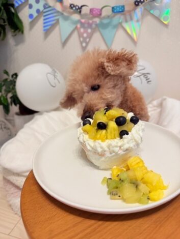 我が家のシニア犬：１６歳の誕生日ご飯とケーキ