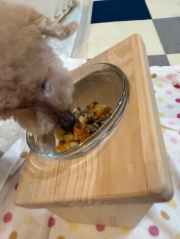 シニア犬も食べれるミネストローネ（牛肉編）をたべる犬