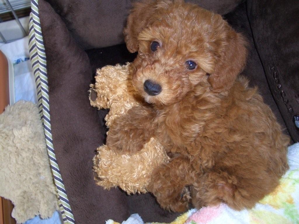 我が家のシニア犬16歳の誕生日を迎えて:そして