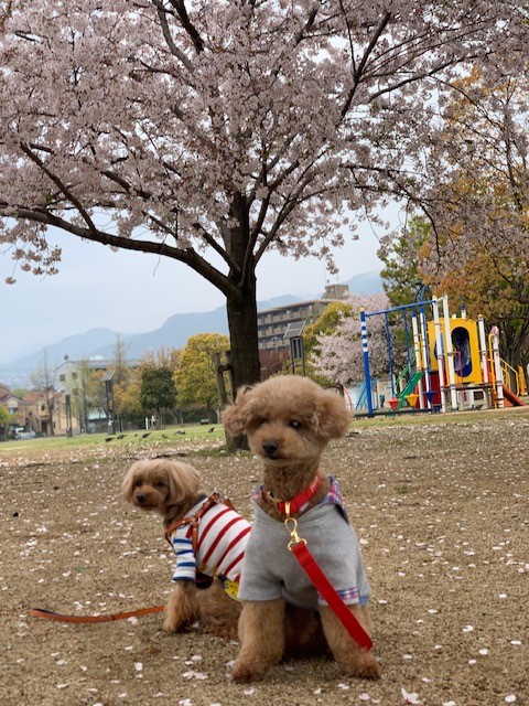 画像 お外でぷりんちゃんと