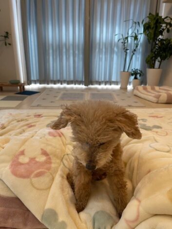 お留守番はリビングでゆっくりするシニア犬