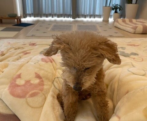お留守番はリビングでゆっくりするシニア犬