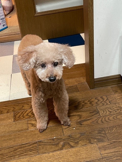 画像 玄関で待っててくれてるシニア犬