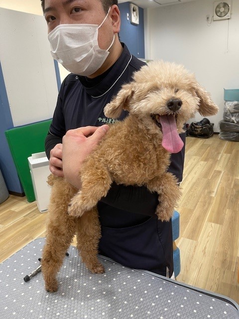 画像 嬉しそうに見えますが 整体中に逃げようとしてるシニア犬