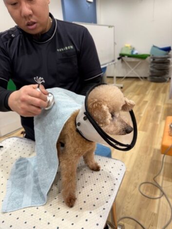 整体ちゅうのシニア犬