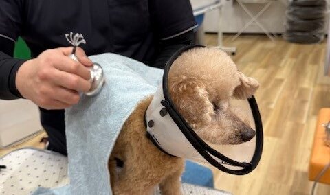 16歳シニア犬の健康:整体