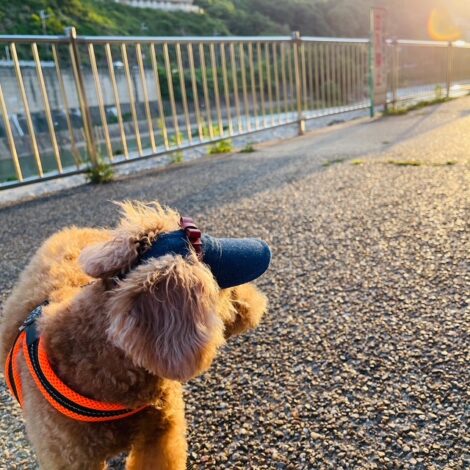あさのお散歩の様子