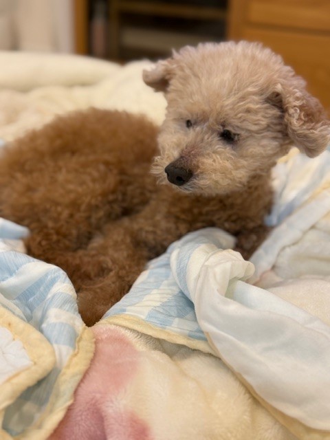 画像 周りがバタバタしても のんびり寝るシニア犬