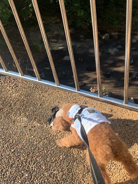 画像 河原を散歩するシニア犬