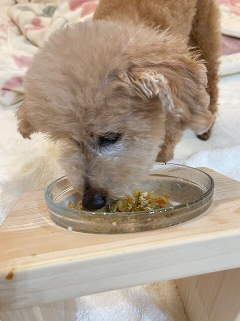 画像 朝ごはん中のシニア犬