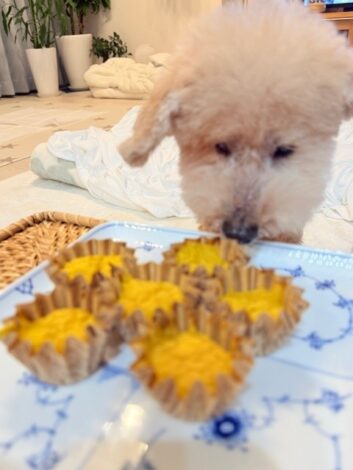 シニア犬の秋のおやつ：かぼちゃのマドレーヌ