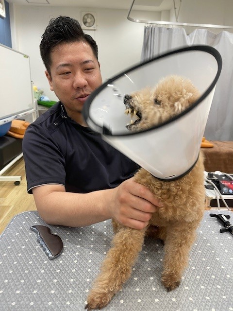 画像 エリカラつけてガオーと叫んでるシニア犬と苦笑いの先生