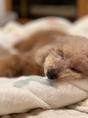 気持ちよく寝るシニア犬