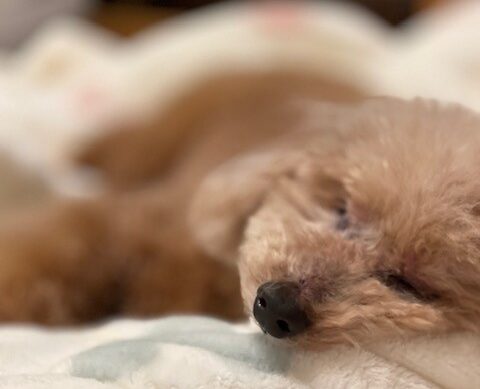 16歳のシニア犬との暮らし:土日祝日編