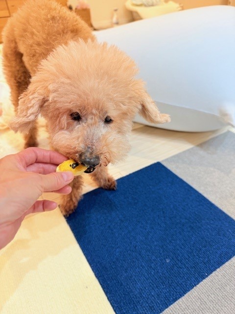 画像 スイートポテトをパックと食べるシニア犬