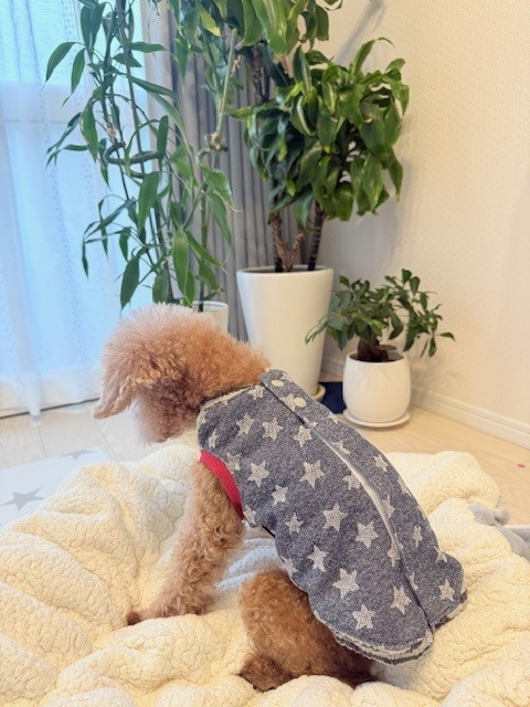 背中開きのお洋服を着るシニア犬