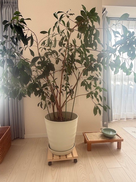 ここにクリスマスツリーを出そうと思います。