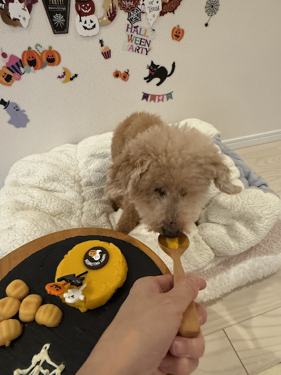 画像 スプーンからかぼちゃプリンを食べるシニア犬