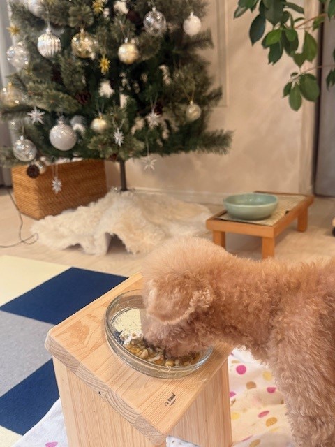 画像 もぐもぐ美味しそうに食べるシニア犬