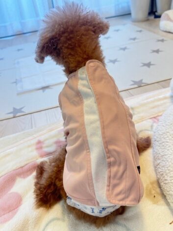 冬の朝のお留守番にはマナーベルトとUNAGEのお洋服