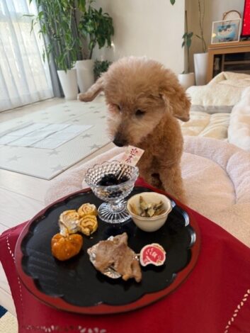 2026年のおせち料理を前にする１６歳のシニア犬