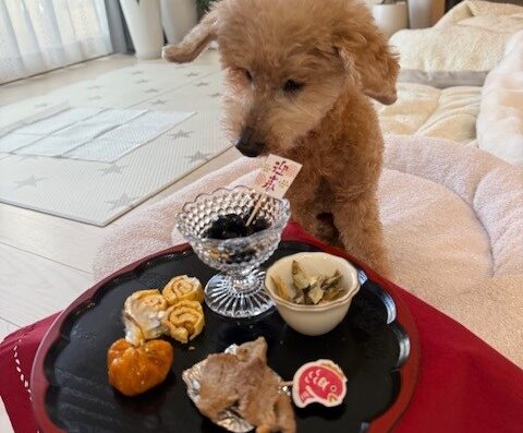 １６歳シニア犬のおせち料理