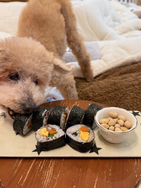 一瞬で１個巻きずしを持っていきそうになる１６歳シニア犬