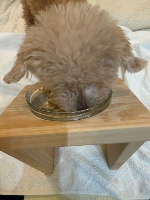 食事中のぴゅあてぃ前から
